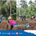 Kodim 1301/Sangihe Dukung Program Ketahanan Pangan, Dampingi Penanaman Padi Ladang Varietas Inpari di Tabukan Tengah