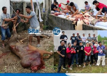 PT Timah Salurkan Bantuan Sapi Qurban untuk PJS Babel, Pererat Silaturahmi dengan Insan Pers