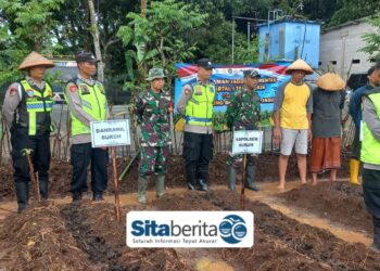 Babinsa dan Bhabinkamtibmas Sukorejo Bersinergi Dukung Program Ketahanan Pangan Melalui Penanaman Jagung.