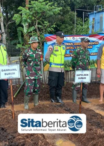 Babinsa dan Bhabinkamtibmas Sukorejo Bersinergi Dukung Program Ketahanan Pangan Melalui Penanaman Jagung.